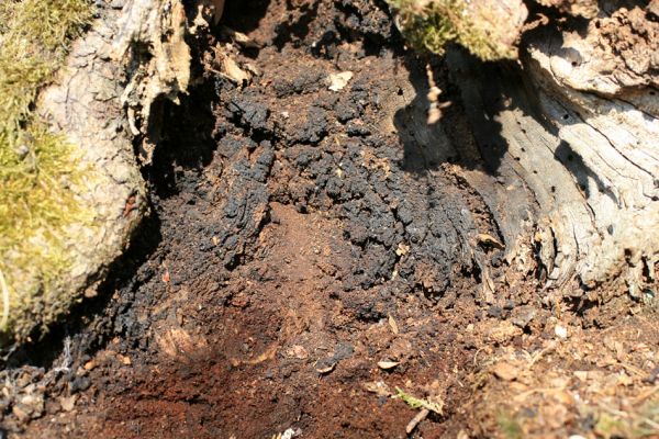 Podmolí - kaňon Dyje, 2.4.2007
Kozího hřbet - Čercha. Otevřená dutina dubu osídlená kovaříkem Limoniscus violaceus.
Klíčová slova: Podmolí Podyjí Kozí hřbet Čercha Limoniscus violaceus