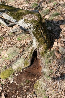 Podmolí - kaňon Dyje, 2.4.2007
Kozího hřbet - Čercha. Otevřená dutina dubu osídlená kovaříkem Limoniscus violaceus.
Klíčová slova: Podmolí Podyjí Kozí hřbet Čercha Limoniscus violaceus