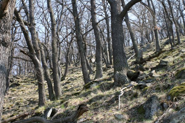 Podmolí - kaňon Dyje, 2.4.2007
Suťový les ja jihozápadním svahu Lipiny. 
Mots-clés: Podmolí Podyjí Lipina