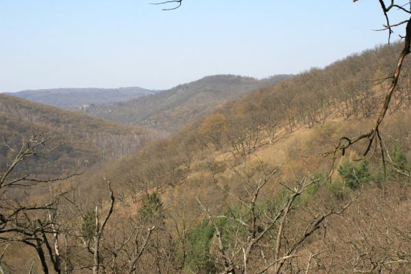 Podmolí - kaňon Dyje, 2.4.2007
Pohled z jihozápadního svahu Lipiny na západ Kozí hřbet - Čerchu a na Nový Hrádek.
Klíčová slova: Podmolí Podyjí Lipina Kozí hřbet Čercha Nový Hrádek