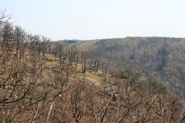 Podmolí - kaňon Dyje, 2.4.2007
Pohled na suťové lesy Liščí skály od západu.
Klíčová slova: Podmolí Podyjí Liščí skála