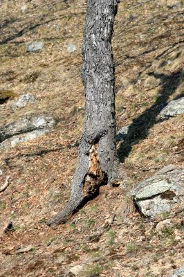 Podmolí - kaňon Dyje, 2.4.2007
Dutý dub na Liščí skále. Biotop kovaříka Brachygonus megerlei.
Mots-clés: Podmolí Podyjí Liščí skála Brachygonus megerlei