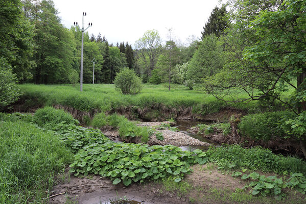 Jívka Nové Domy, 29.5.2022
Meandry Dřevíče.
Klíčová slova: Jívka Nové Domy Hypnoidus riparius