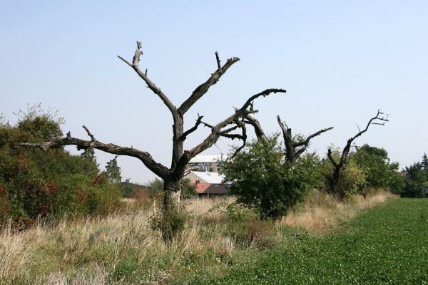 Nové Město, 22.9.2009
Alej mrtvých třešní jako svérázný pamatník na místě slavné "Bitvy u Chlumce".
Klíčová slova: Chlumec nad Cidlinou Nové Město Anthaxia candens