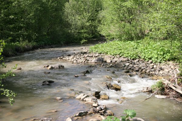 Nová Sedlica, 9.5.2014
Meandry Zbojského potoka.



Klíčová slova: Nová Sedlica Zbojský potok Zorochros dermestoides