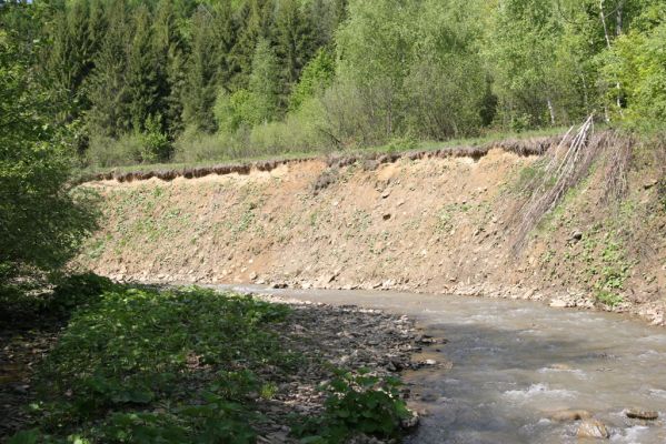 Nová Sedlica, 9.5.2014
Meandry Zbojského potoka - sutý břeh.



Klíčová slova: Nová Sedlica Zbojský potok