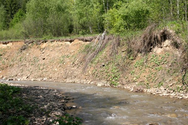 Nová Sedlica, 9.5.2014
Meandry Zbojského potoka - sutý břeh.


Schlüsselwörter: Nová Sedlica Zbojský potok