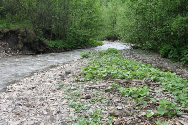 Nová Sedlica, 9.5.2014
Meandry Zbojského potoka.
Klíčová slova: Nová Sedlica Zbojský potok Zorochros dermestoides