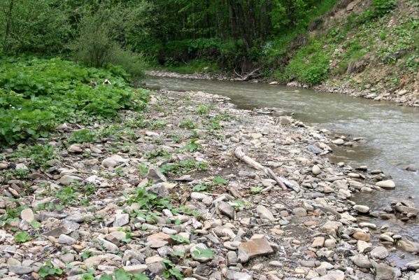 Nová Sedlica, 9.5.2014
Meandry Zbojského potoka.



Mots-clés: Nová Sedlica Zbojský potok Zorochros dermestoides