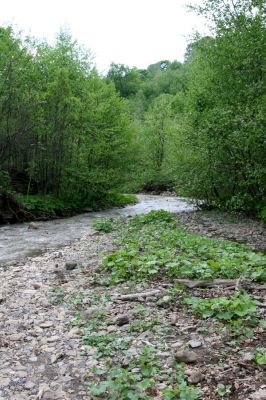 Nová Sedlica, 9.5.2014
Meandry Zbojského potoka.



Klíčová slova: Nová Sedlica Zbojský potok Zorochros dermestoides