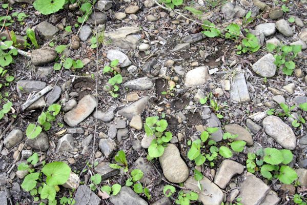 Nová Sedlica, 9.5.2014
Meandry Zbojského potoka - biotop kovaříka Zorochros meridionalis.


Klíčová slova: Nová Sedlica Zbojský potok Zorochros meridionalis