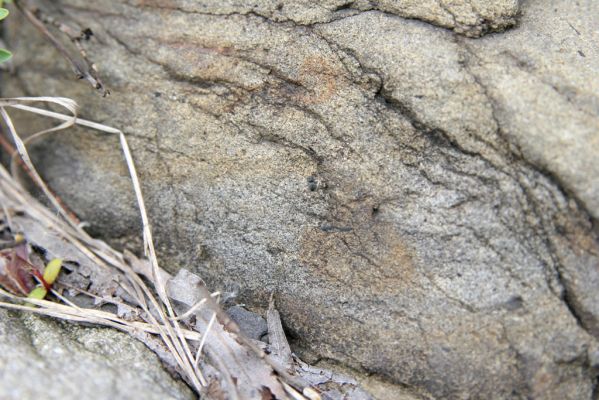 Nová Sedlica, 9.5.2014
Meandry Zbojského potoka - kovařík Zorochros meridionalis.



Klíčová slova: Nová Sedlica Zbojský potok Zorochros meridionalis