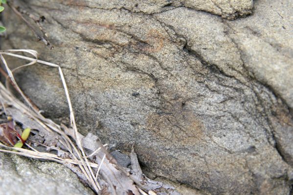 Nová Sedlica, 9.5.2014
Meandry Zbojského potoka - kovařík Zorochros meridionalis.



Mots-clés: Nová Sedlica Zbojský potok Zorochros meridionalis