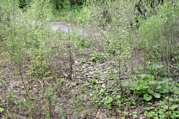 Nová Sedlica, 9.5.2014
Meandry Zbojského potoka - biotop kovaříka Zorochros meridionalis a Z. flavipes.



Schlüsselwörter: Nová Sedlica Zbojský potok Zorochros meridionalis flavipes