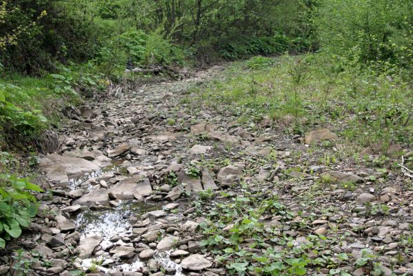 Nová Sedlica, 9.5.2014
Meandry Zbojského potoka - biotop kovaříka Zorochros meridionalis.



Klíčová slova: Nová Sedlica Zbojský potok Zorochros meridionalis