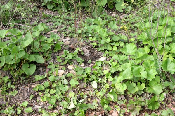 Nová Sedlica, 9.5.2014
Meandry Zbojského potoka - biotop kovaříka Zorochros flavipes.

Klíčová slova: Nová Sedlica Zbojský potok Zorochros flavipes