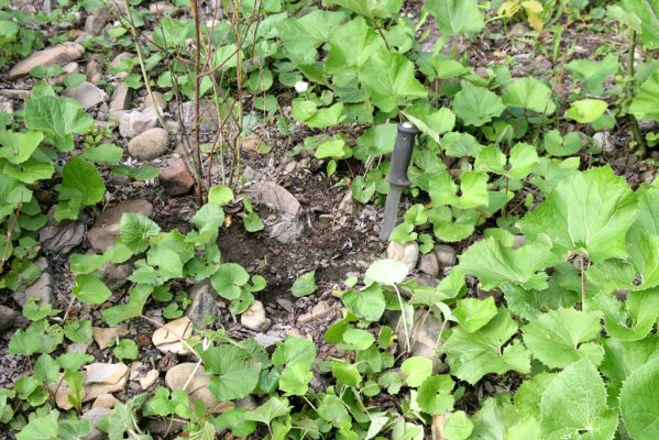 Nová Sedlica, 9.5.2014
Meandry Zbojského potoka - biotop kovaříka Zorochros flavipes.



Klíčová slova: Nová Sedlica Zbojský potok Zorochros flavipes