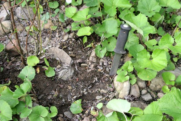 Nová Sedlica, 9.5.2014
Meandry Zbojského potoka - biotop kovaříka Zorochros flavipes.


Schlüsselwörter: Nová Sedlica Zbojský potok Zorochros flavipes