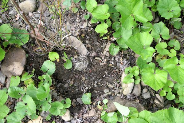 Nová Sedlica, 9.5.2014
Meandry Zbojského potoka - biotop kovaříka Zorochros flavipes.



Klíčová slova: Nová Sedlica Zbojský potok Zorochros flavipes