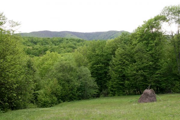 Nová Sedlica, 9.5.2014
Dolina Zbojského potoka. Polana nad polovnickou chatou - pohled na Bukovec.


Klíčová slova: Nová Sedlica Zbojský potok dolina Cteniceta pectinicornis Actenicerus siaelandicus