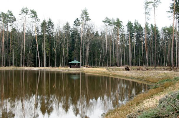 Retenční nádrž Na Olšině, 10.4.2008
Nové vodní dílo v centru Novohradeckých lesů.
Schlüsselwörter: Hradec Králové retenční nádrž Na Olšině