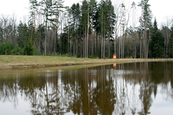 Retenční nádrž Na Olšině, 10.4.2008
Nové vodní dílo v centru Novohradeckých lesů.
Klíčová slova: Hradec Králové retenční nádrž Na Olšině