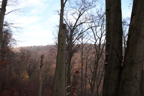 Blatno, Šerchov, 7.11.2022
Suťový les nad vodní nádrží Jirkov.
Keywords: Krušné hory Blatno Šerchov suťový les