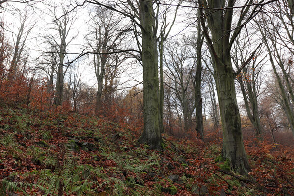 Blatno, Šerchov, 7.11.2022
Suťový les nad vodní nádrží Jirkov.
Schlüsselwörter: Krušné hory Blatno Šerchov suťový les