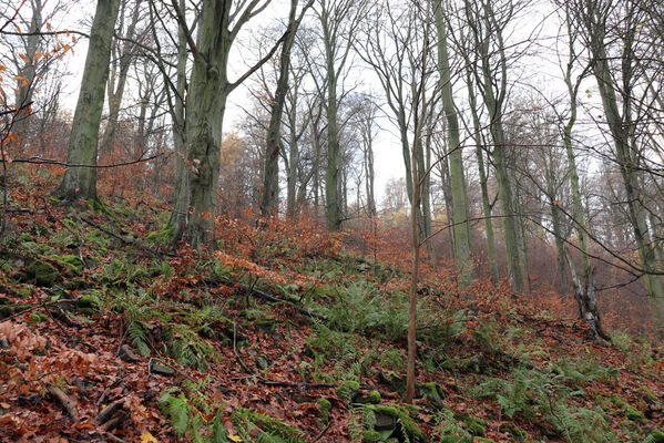 Blatno, Šerchov, 7.11.2022
Suťový les nad vodní nádrží Jirkov.
Mots-clés: Krušné hory Blatno Šerchov suťový les