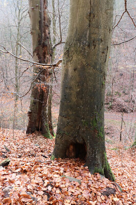 Blatno, Květnov, 7.11.2022
Suťový les nad údolím Malé Vody.
Keywords: Krušné hory Blatno Květnov suťový les Malá voda Najštejn