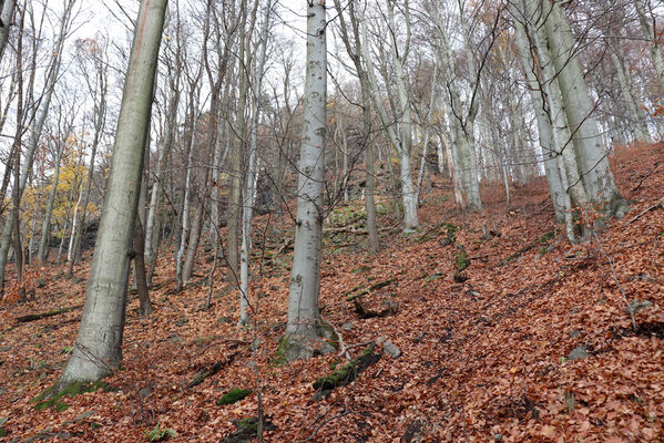 Blatno, Květnov, 7.11.2022
Suťový les nad údolím Malé Vody.
Keywords: Krušné hory Blatno Květnov suťový les Malá voda Najštejn