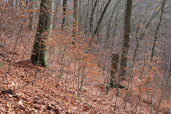 Blatno, Květnov, 7.11.2022
Suťový les nad údolím Malé Vody.
Klíčová slova: Krušné hory Blatno Květnov suťový les Malá voda Najštejn