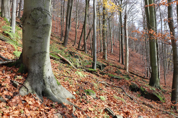 Blatno, Květnov, 7.11.2022
Suťový les nad údolím Malé vody.
Klíčová slova: Krušné hory Blatno Květnov suťový les Malá voda Najštejn