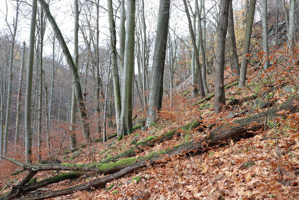 Blatno, Květnov, 7.11.2022
Suťový les nad údolím Malé vody.
Keywords: Krušné hory Blatno Květnov suťový les Malá voda Najštejn