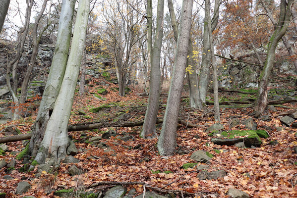 Blatno, Květnov, 7.11.2022
Suťový les nad údolím Malé vody.
Keywords: Krušné hory Blatno Květnov suťový les Malá voda Najštejn