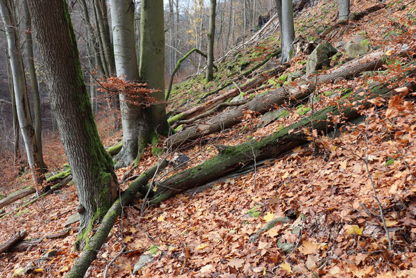 Blatno, Květnov, 7.11.2022
Suťový les nad údolím Malé vody.
Keywords: Krušné hory Blatno Květnov suťový les Malá voda Najštejn