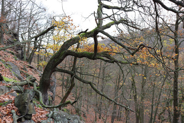 Blatno, Květnov, 7.11.2022
Suťový les nad údolím Malé vody.
Keywords: Krušné hory Blatno Květnov suťový les Malá voda Najštejn