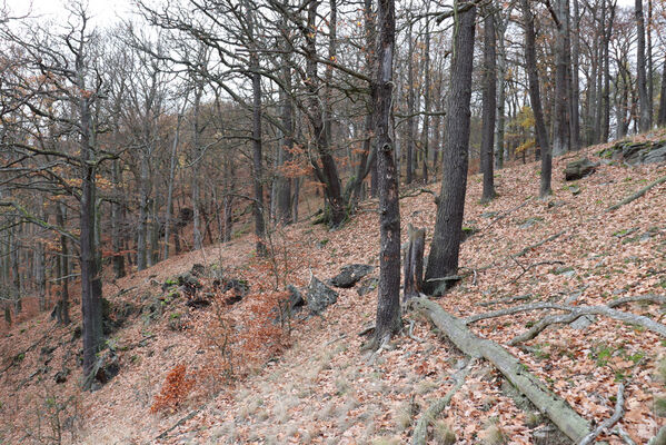 Blatno, Květnov, 7.11.2022
Suťový les nad údolím Malé vody.
Klíčová slova: Krušné hory Blatno Květnov suťový les Malá voda Najštejn