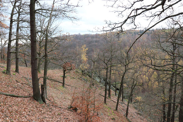 Blatno, Květnov, 7.11.2022
Suťový les nad údolím Malé vody.
Schlüsselwörter: Krušné hory Blatno Květnov suťový les Malá voda Najštejn