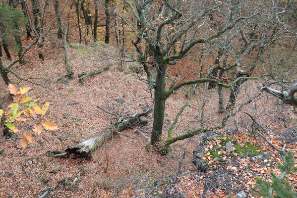 Blatno, Květnov, 7.11.2022
Suťový les nad údolím Malé vody.
Keywords: Krušné hory Blatno Květnov suťový les Malá voda Najštejn