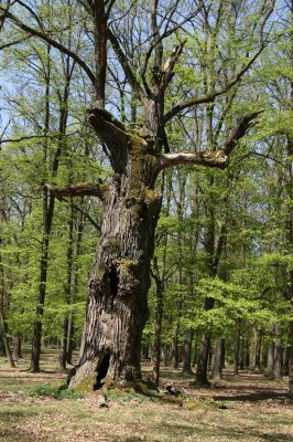 Kralická obora, 22.4.2009
Mohutný dub v oboře u Náměšti nad Oslavou.
Klíčová slova: Náměšť nad Oslavou Kralice Kralická obora dub