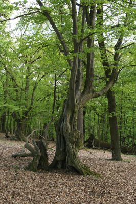 Kralická obora, 22.4.2009
Obora u Náměšti nad Oslavou je plná prastarých stromů. Na snímku bizardní kmen habru.
Schlüsselwörter: Náměšť nad Oslavou Kralice Kralická obora habr