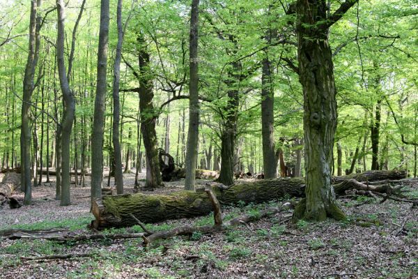 Kralická obora, 22.4.2009
Padlé kmeny v oboře. Ponechávání mrtvého dřeva zde umožnilo přežití kovaříků Ampedus praeustus, A. nigerrimus a roháčka Aesalus scarabaeoides.
Klíčová slova: Náměšť nad Oslavou Kralice Kralická obora