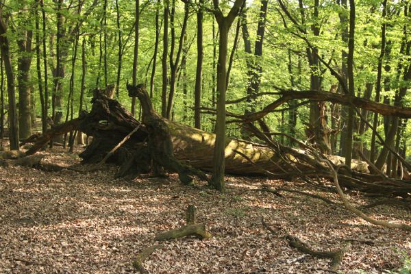 Kralická obora, 22.4.2009
Padlý kmen dubu v oboře. Ponechávání mrtvého dřeva zde umožnilo přežití kovaříků Ampedus praeustus, A. nigerrimus a roháčka Aesalus scarabaeoides.
Klíčová slova: Náměšť nad Oslavou Kralice Kralická obora dub