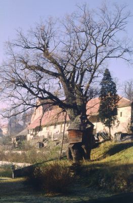 Náměšť nad Oslavou, 11.11.1989
Žižkův dub.
Klíčová slova: Náměšť nad Oslavou Žižkův dub