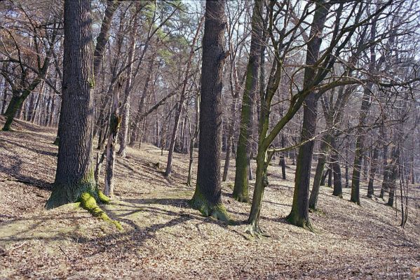 Náměšť nad Oslavou, 25.3.2003
Obora Kralice. 


Klíčová slova: Náměšť nad Oslavou Obora Kralice