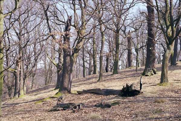 Náměšť nad Oslavou, 25.3.2003
Obora Kralice. 



Keywords: Náměšť nad Oslavou Obora Kralice