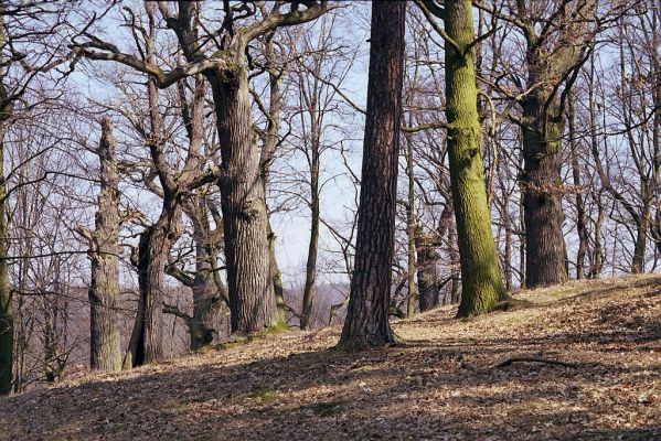 Náměšť nad Oslavou, 25.3.2003
Obora Kralice. 


Keywords: Náměšť nad Oslavou Obora Kralice