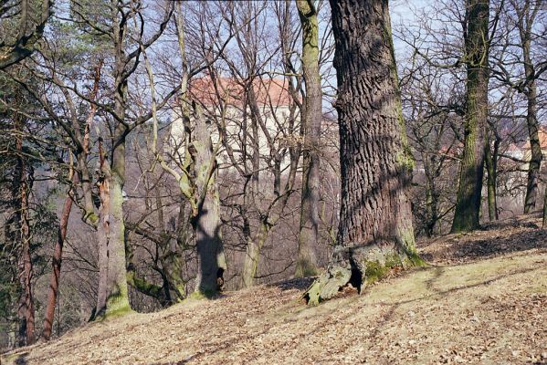 Náměšť nad Oslavou, 25.3.2003
Obora Kralice. 
 


Schlüsselwörter: Náměšť nad Oslavou Obora Kralice Ampedus cardinalis nigerrimus Cardiophorus gramineus