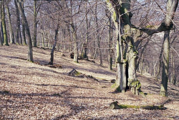 Náměšť nad Oslavou, 25.3.2003
Obora Kralice. 


Keywords: Náměšť nad Oslavou Obora Kralice